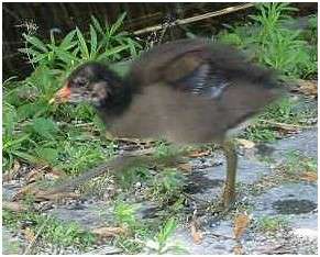 Jeune gallinule poule-d'eau