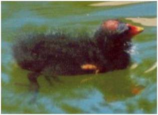 Jeune gallinule poule-d'eau