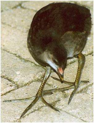 Jeune gallinule poule-d'eau