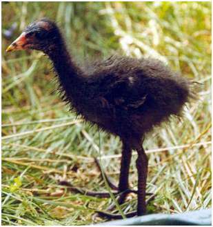 Jeune gallinule poule-d'eau