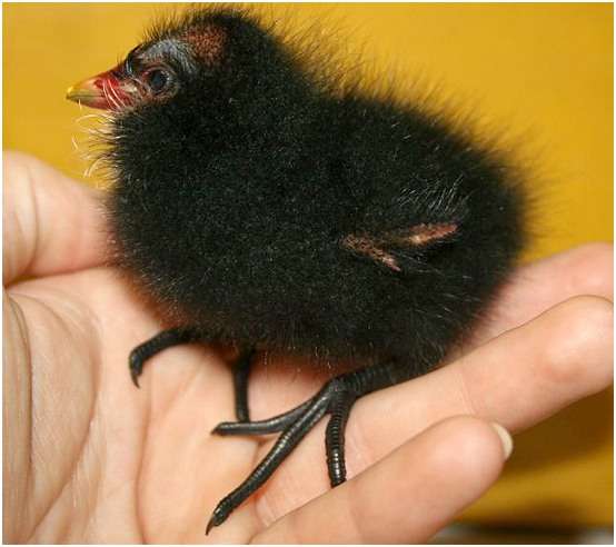 Jeune gallinule poule-d'eau