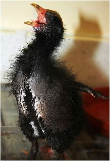 Jeune gallinule poule-d'eau