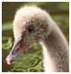 Cygne noir