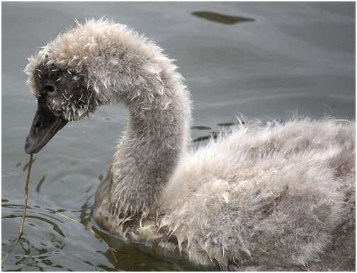 Jeune cygne noir