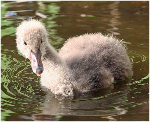 Jeune cygne noir
