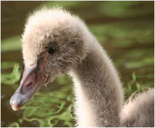Jeune cygne noir