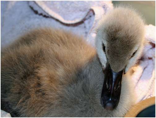 Jeune cygne noir