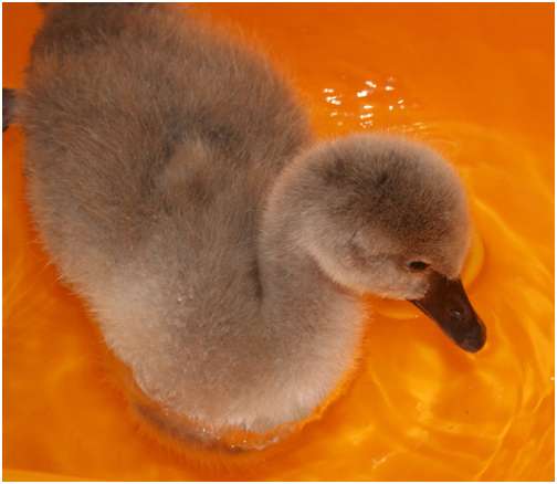 Jeune cygne noir