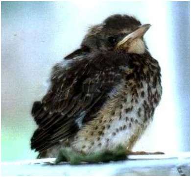 Jeune grive litorne