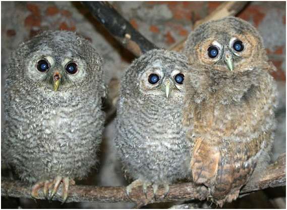 Jeunes chouettes hulotte