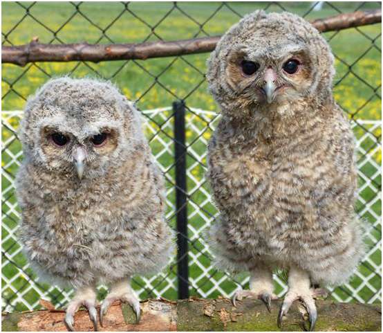 Jeunes chouettes hulotte