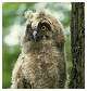 Hibou moyen-duc