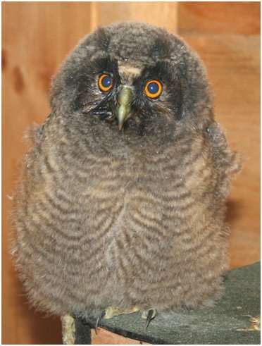 Jeune hibou moyen-duc