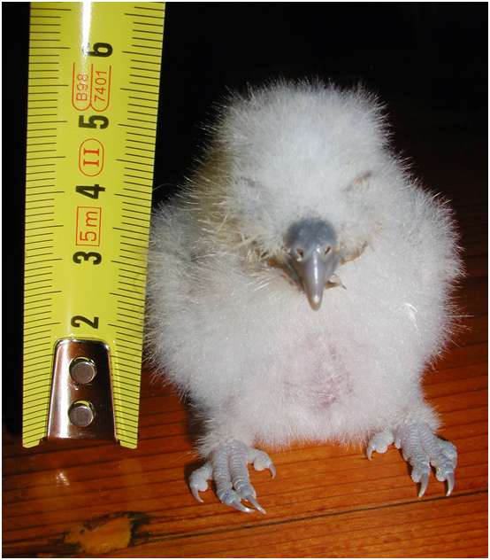 Jeune hibou moyen-duc