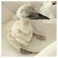 Cigogne blanche