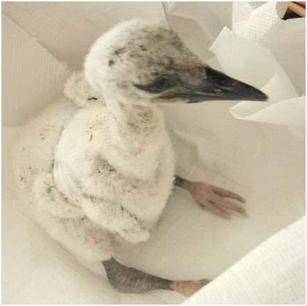Jeune cigogne blanche