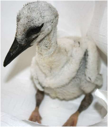 Jeune cigogne blanche