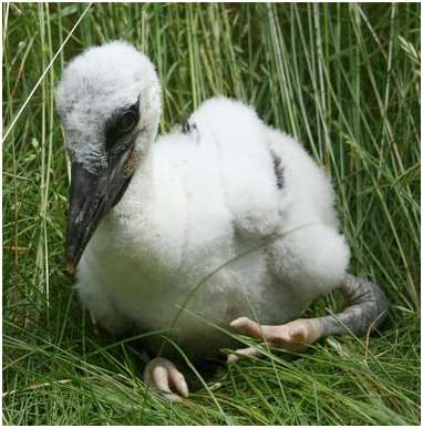 Jeune cigogne blanche