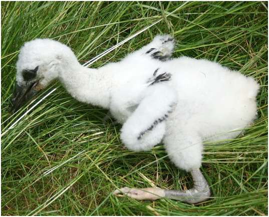 Jeune cigogne blanche