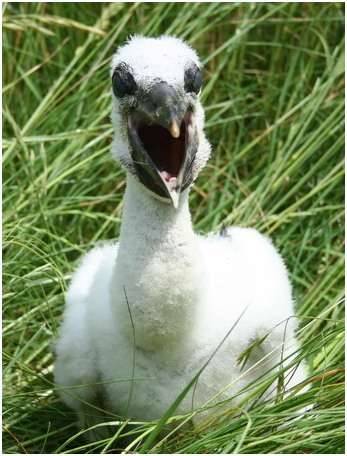 Jeune cigogne blanche