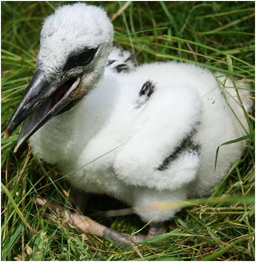 Jeune cigogne blanche