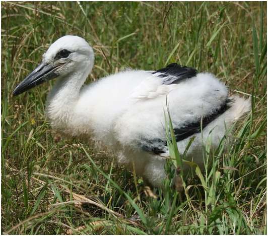 Jeune cigogne blanche