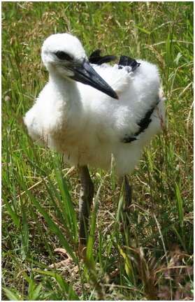 Jeune cigogne blanche