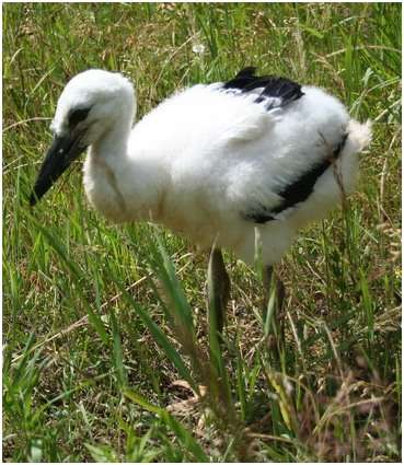 Jeune cigogne blanche