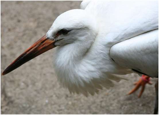 Jeune cigogne blanche