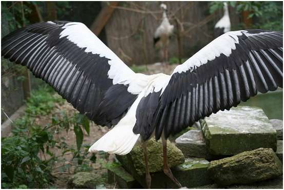 Jeune cigogne blanche