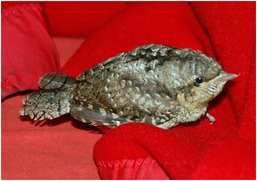 Jeune torcol fourmilier