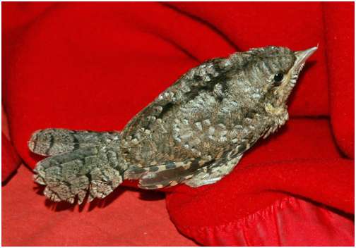 Jeune torcol fourmilier