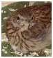 Pipit farlouse