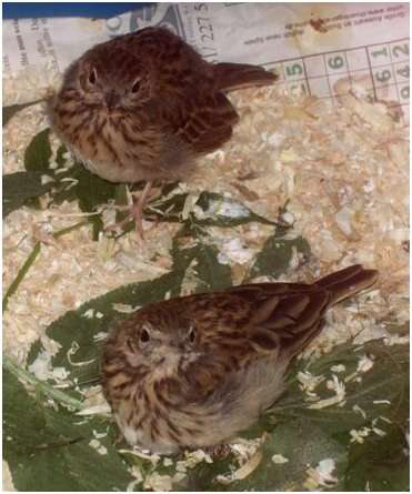 Jeunes pipits farlouse