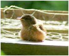Jeune troglodyte mignon