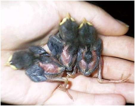 Jeunes troglodytes mignons