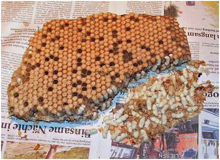 Larves d’abeilles