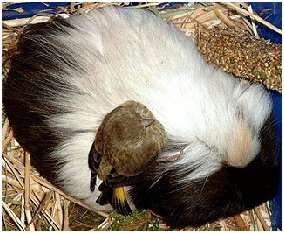 Un Verdier d'Europe impr�gn� par un Cochon d'Inde