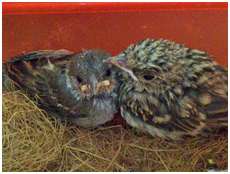  'Amiti�' entre un Moineau friquet (� gauche) et un Gobemouche gris