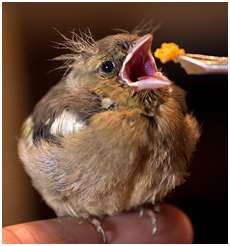 Nourrissage d’un jeune pinson des arbres