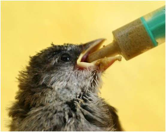 Jeune moineau domestique nourri avec une seringue