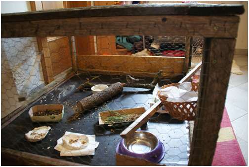 Diff�rents aliments � destination d'oiseaux essentiellement granivores