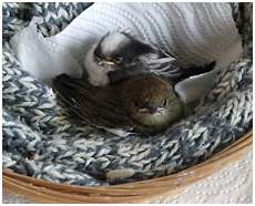 Fauvette et M�sange � longue queue