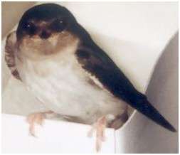 Jeune hirondelle de fentre