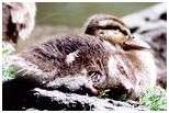 Poussin de canard colvert