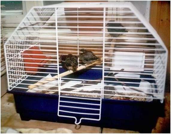 Cage pourvue de mangeoires suspendues