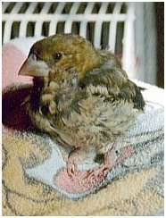  Jeune grosbec casse-noyaux