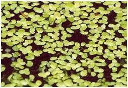 Lentilles d’eau