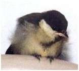 Jeune m�sange charbonni�re