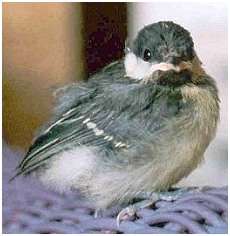 Jeune m�sange charbonni�re